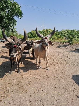 વેચવાના