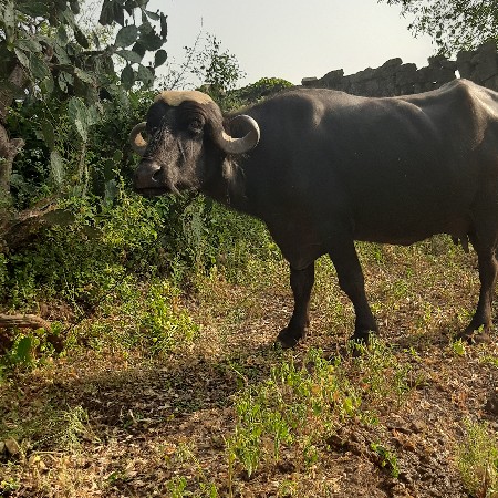 ભેસ