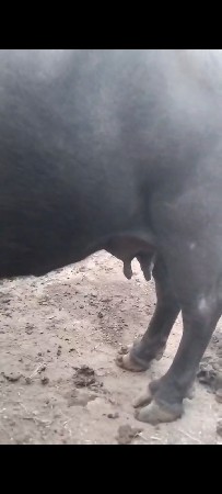 ભેંસ વેચવાની છે