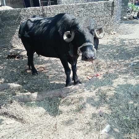 પેલું વેતર કરેલી વેચવાની છે
