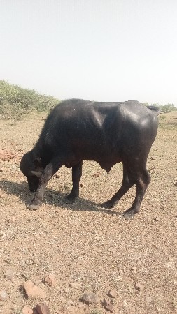 પાડો વેચવાનો છે