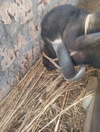 ભેંસ વેસવા ની સે