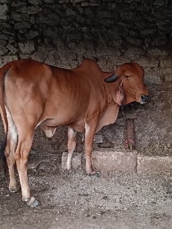 આ ઓડકીવેસવાનીસે 20દીવસની કાચીસે