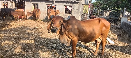 ગાય