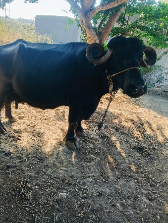 bhains vaishva Nisha