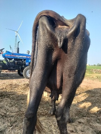 ભેંસ વેચવાની છે