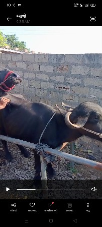 ખળેલી વેચવાની છે