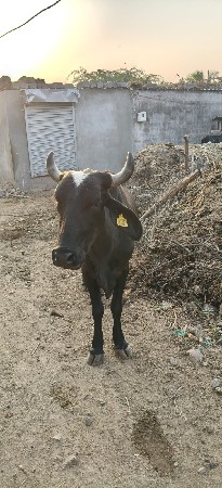 vesa વેચવાની