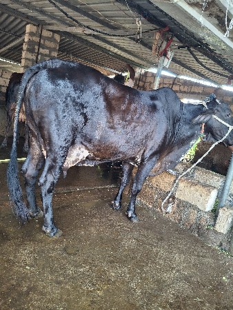 ગાય