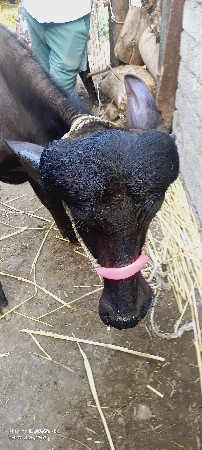 2 જાફરી પiડી સે