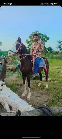 ઘોડી ને વસેરો