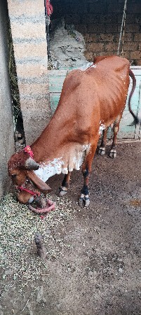 ગીર ગાય વેચવાની છે