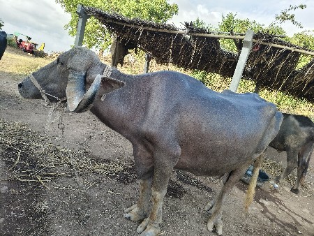 વેચવાની છે