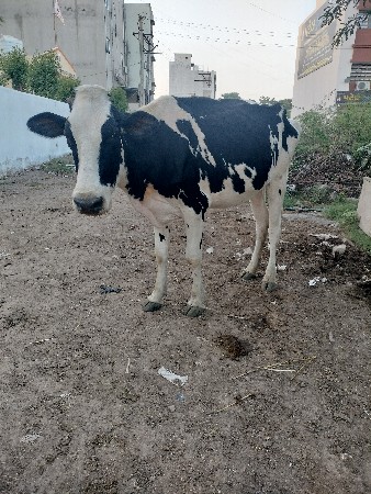 Hf હોળકી વેચવાની છે