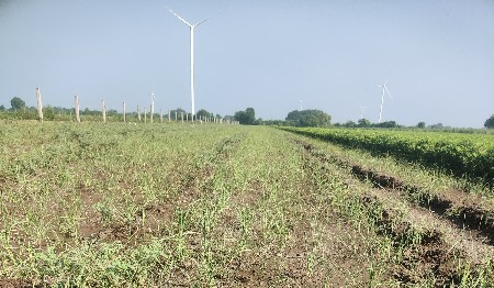 લીલું લસણ