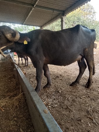 10/15 દિવસ ની કાચી છે
