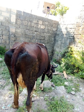 ગાય વેચવાની છે