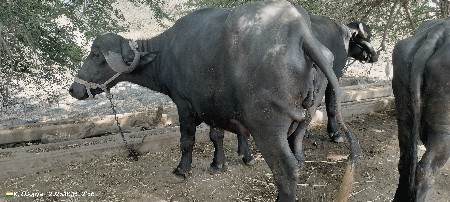 ભેંસ