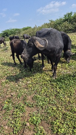 દસ દિવસની કાચી