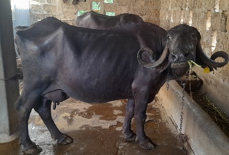 આ ભેસ વેચવાની છે