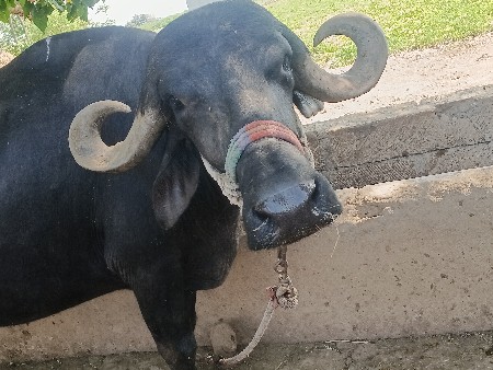 ભેસપેલૂવેતર વેસવાનીછે
