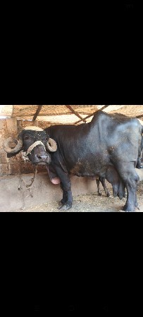 ભેંસ વેચવાની છે