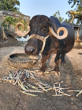 ભેંસ.   પાસ.  દીવસની.     કાસી