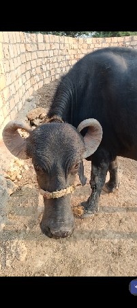 ખડેલી વેચવાની છે