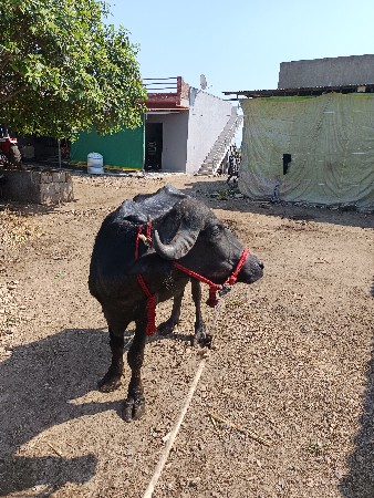 ભેંસ વેચવાની છે