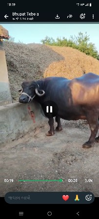 ભેસું વેસવાની સે