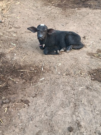 ખડેલી પેલું વેતર