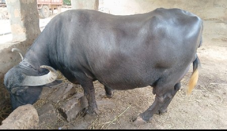 ભેંસ વહેંચવાની છે