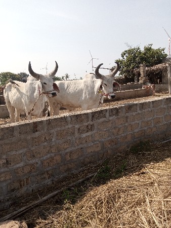 બળદ વેચવાના