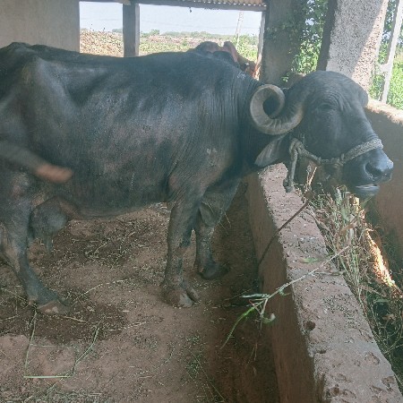 ભેસવેશવાનીછે