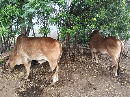ગો ઢલા વેચવાના છે