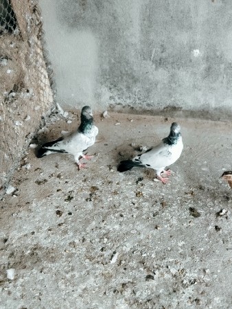 કબૂતર વેચવાના છે