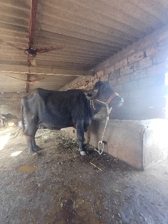 સિસોદિયા સાપરાજ ભાઈ નાનુભાઈ