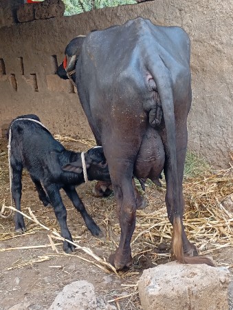પેલું વેતર