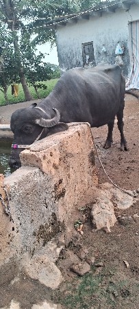 ભેંસ