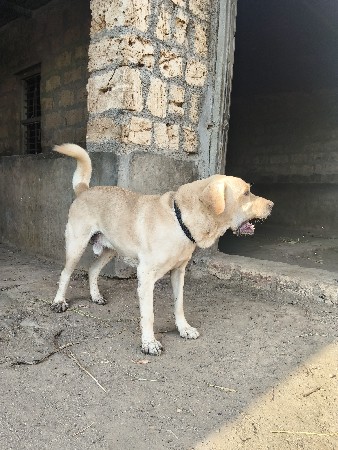 કુતરો વેચવાનો છે
