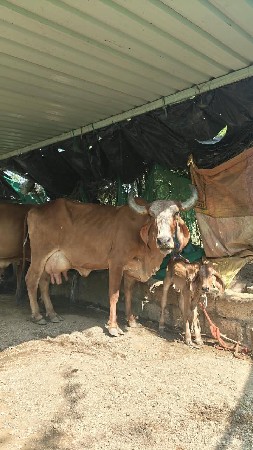 ગાય વેચવા ની છે