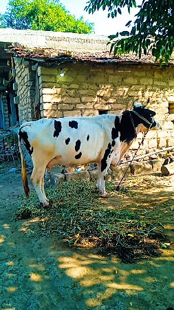 વેચવાની છે