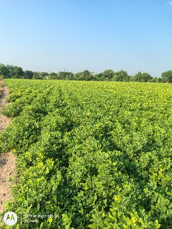 મગફળી  ડૂચો (પાલો)