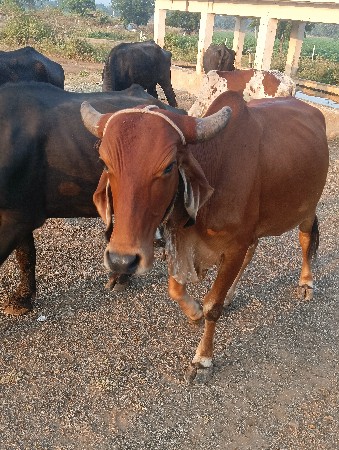 ગાય વેચવાની છે