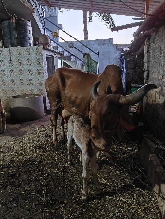 દેસી ગાય વેસવાની છે