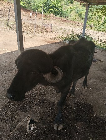 પાડો વેચવાનો છે
