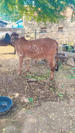 gir orajinal vasadi vesavani se
