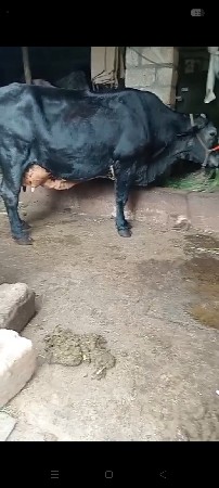ક્રોસગાયવેસવાનીસે