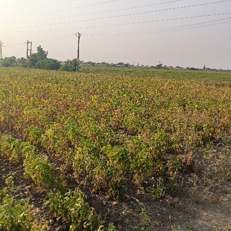 soyabin vechavana chhe