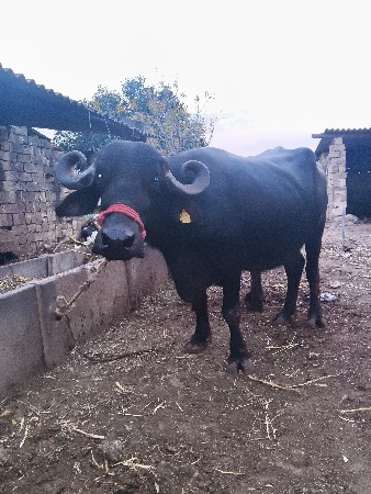 ભેંસ વેચવાની છે વેતન બીજો